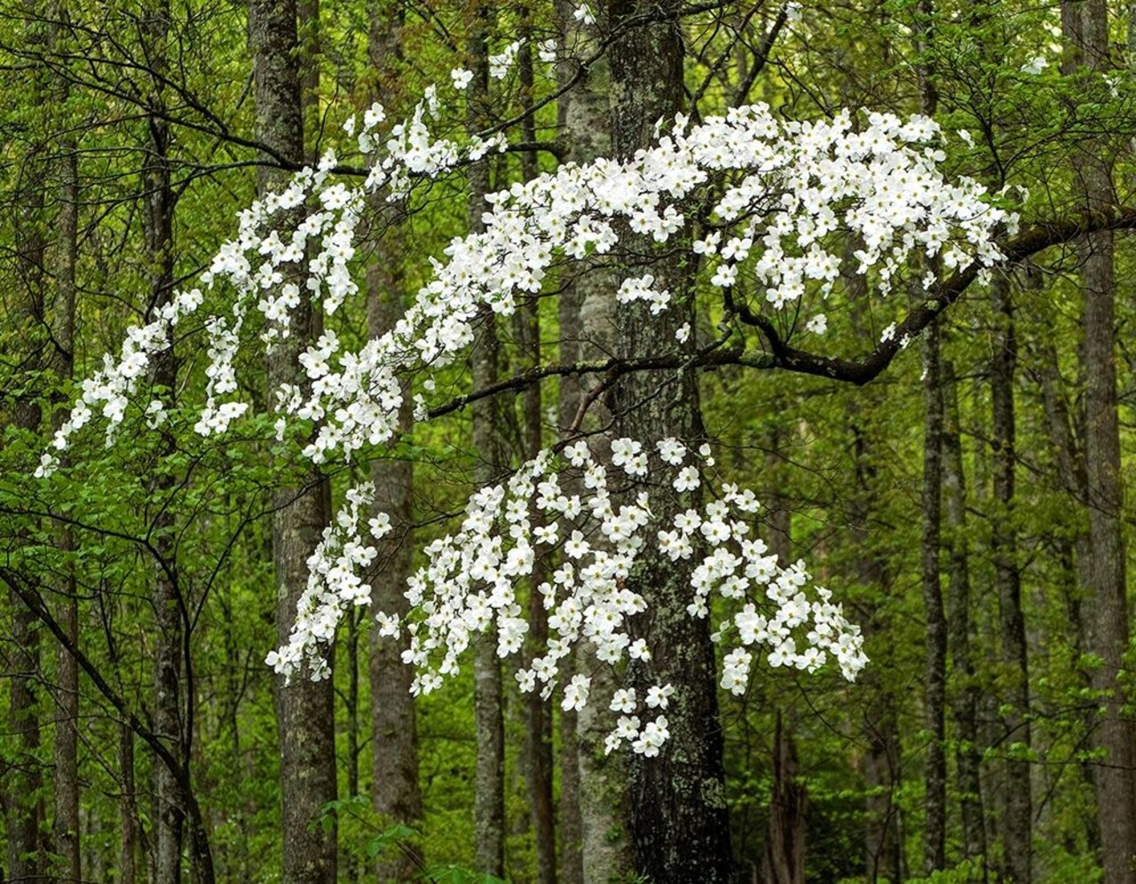 Dogwood Tree Poster Print by David Hammond - Item # VARPDXH1525D